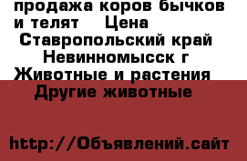 продажа коров бычков и телят  › Цена ­ 310 000 - Ставропольский край, Невинномысск г. Животные и растения » Другие животные   